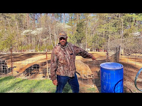 The pigs grass silage! The (almost) free feed!