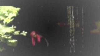 Cruxshadows - Sleepwalking (Custom Video)