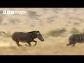 Can This Zebra See Off His Competition Narrated By David Attenborough Africa BBC Earth