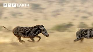 Can This Zebra See Off His Competition? | Narrated by David Attenborough | Africa | BBC Earth