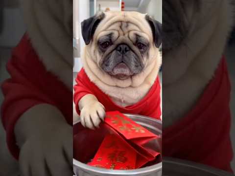 This dog must have truly become a spirit animal. #The dog’s emotions are clearly visible on its face