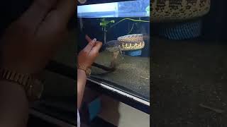 Download lagu CHANNA AURANTI MENTAL PREMAN MANGAP MANGAP❗ mp3