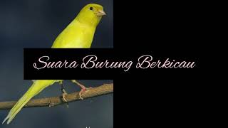 Download lagu 30 detik suara Burung Berkicau mp3 Download lagu 30 detik suara Burung Berkicau mp3