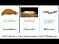 List of Mollusca of Order Stylommatophora Family Miscellaneous. snail deroceras corilla pyramidula