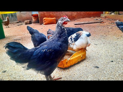 Chakula Bora Kwa Vifaranga wa Kienyeji