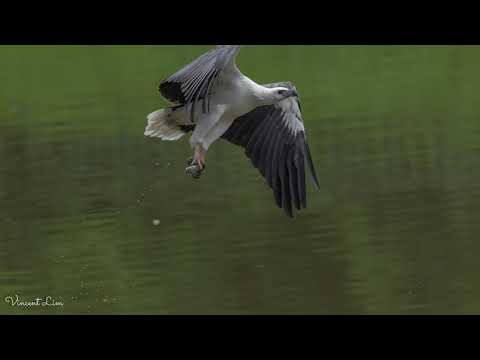 Canon R6 paired with Canon EF 100-400mm f/4.5-5.6L IS II USM Lens with Canon Extender EF 1.4X III