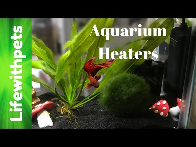 What Betta Fish Heaters Do We Use?