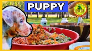 Puppy Nutrition for First-Time Owners
