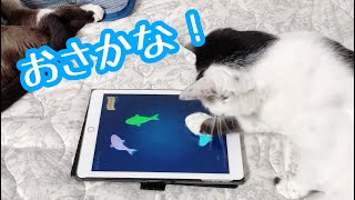 iPadでネコがゲームします CatFishing2