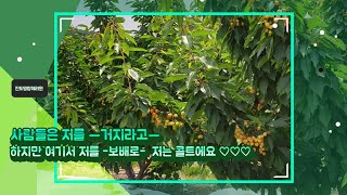 ㅡ진도명량체리원ㅡ   kgb수형 최대과원 여기는 청정보배섬 진도입니다. sweet cherry
