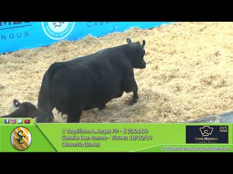 18-10-19 - Venta de Vaquillonas A.Angus PP. - Cabaña Don Romeo - Olavarría