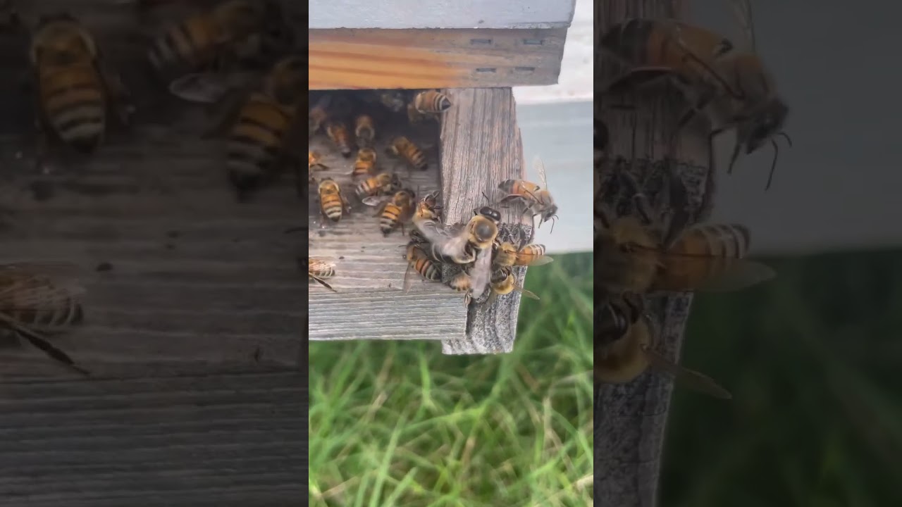 Daily as bee keeper. #bee #beekeeper #beekeeping #beekeepers