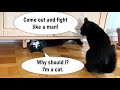 Offensive Black Cat Vs Defensive Tuxedo Cat