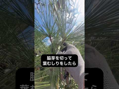 翡翠の木の気根？あなたの植物はあなたに何を伝えようとしているのでしょうか？  庭園