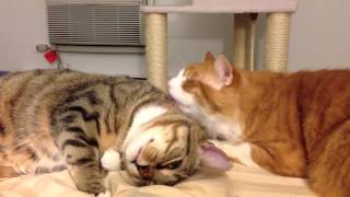 Maru grooms Lucky in the bed