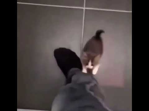 YouTube video about: Why do cats climb up your leg?