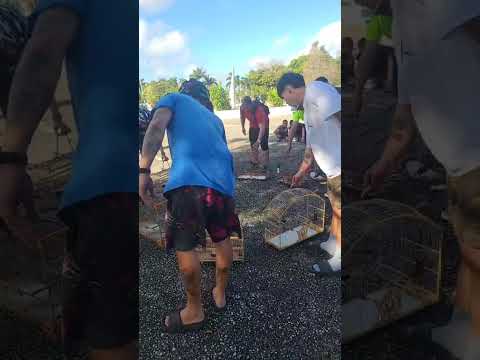 Competencia de negritos en Ciego de Ávila. Disfrútenlo 