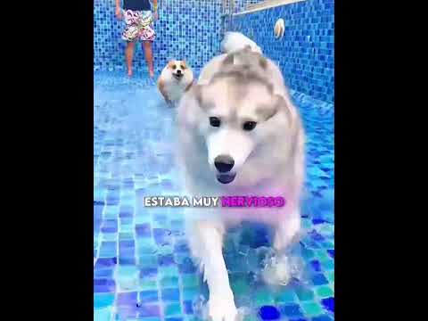 Estos perros están aprendiendo a nadar 😂🐶🌊