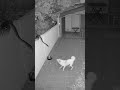 SCARY! Dog Found a Huge SNAKE On The Wall! #dog #snake #scary #wildlife #shocking #pet #danger