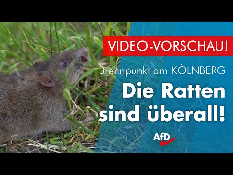 Die Rattenplage am Kölnberg | "IDD vor Ort"-Spezial (VORSCHAU)