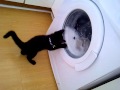 My Cat Goes Crazy At The Washing Machine