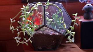 Memory Installments - Show Us Our Homes