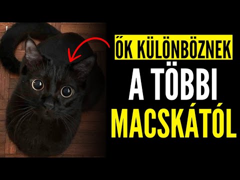 9 MEGLEPŐ TÉNY A FEKETE MACSKÁKRÓL! 🐈‍⬛🔥 (FOGADOK, HOGY NEM ISMERED MIND A KILENCET!)