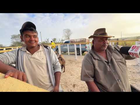 Feira de ovelha e Suínos em senador Rui palmeira - AL 21 - 07 - 2026 #nordeste 