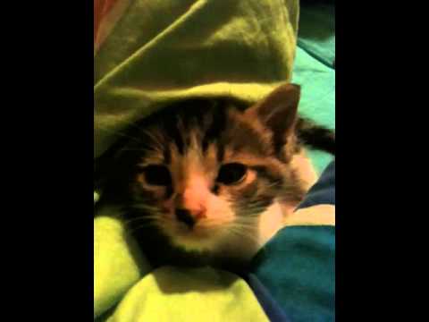 Il risveglio della tigre!!!