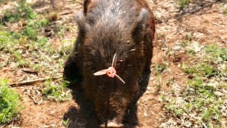 AMAZING HEAD SHOT: Texas Hog Bowhunt