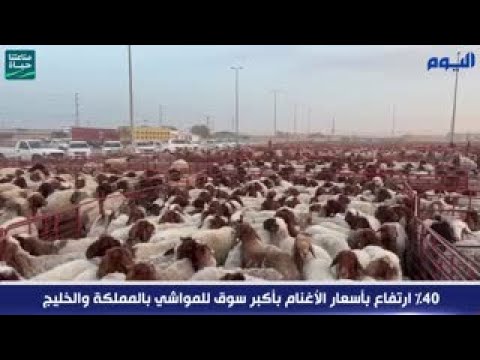 بالفيديو.. 40% ارتفاع بأسعار الأغنام بأكبر سوق للمواشي بالمملكة والخليج