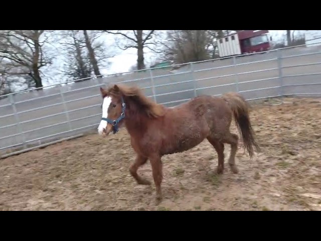 Merrie Franse rijpony PFS Te koop 2022 Vos roan ,  RABOLIOT D'ARQUETAN