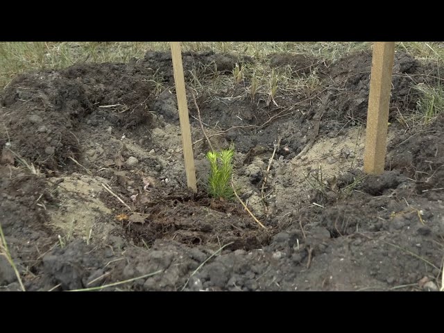 В Ангарском политехническом техникуме состоялось тожественное открытие Аллеи Памяти