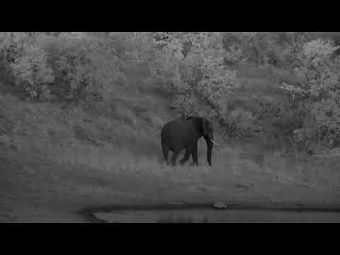 Djuma: Lone Elephant drinks at the dam - 19:10 - 01/27/2023