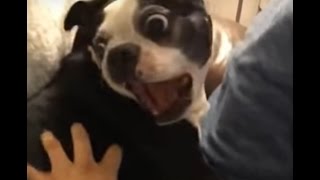 Doggo does a trouble by taylor swift