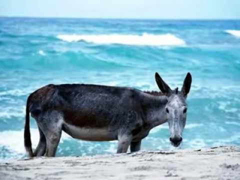 Vasiyet fıkrası Çok komik izleyin