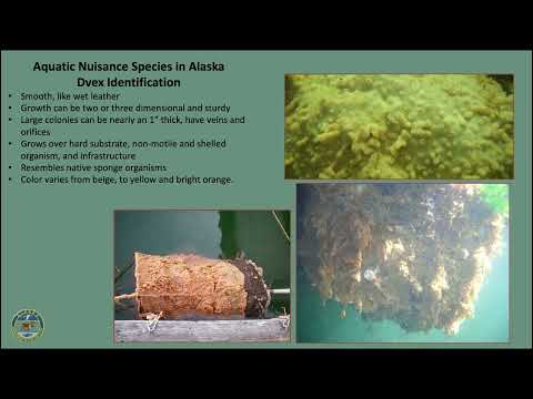 Part 4 — 2023 Mariculture Conference of Alaska