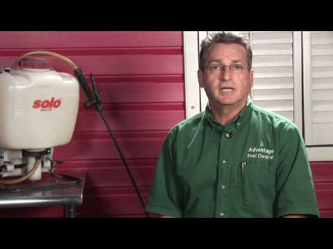 download lagu mp3 mp4 What Repels Sugar Ants, download lagu What Repels Sugar Ants gratis, unduh video klip What Repels Sugar Ants