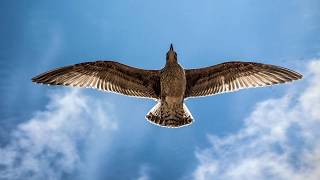 THE ALAN PARSONS PROJECT - TIME