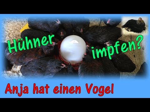 Hühner impfen? / Anja hat einen Vogel
