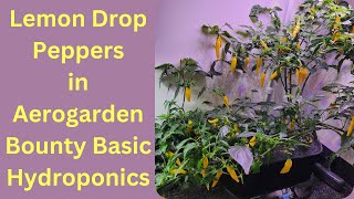 Grow Lemon Drop Peppers in Aerogarden Bounty Basic Hydroponics System