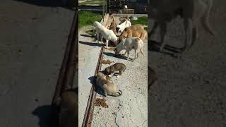 Sahipsiz köpekleri besledik. yavrular ücretsiz sahiplendirme yapılacak