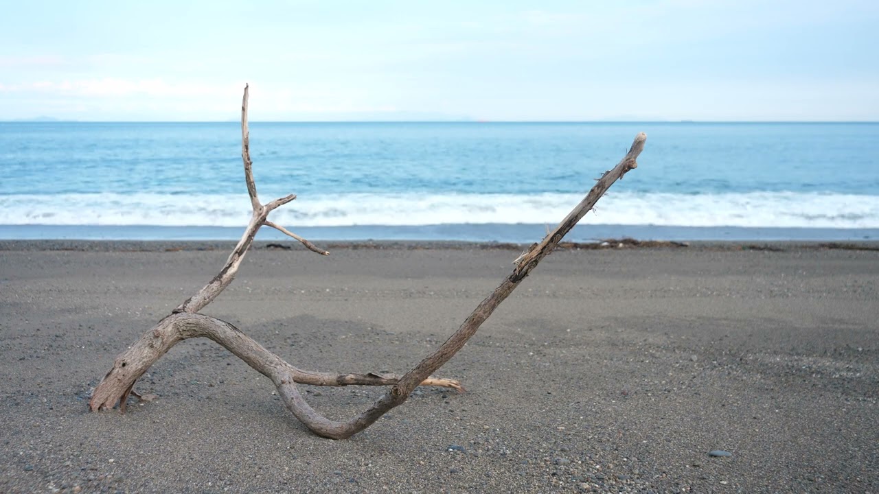 海と流木／ocean and driftwood／w0110