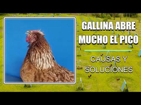 , title : 'Gallina no para de abrir y cerrar el pico #aficiongallera #gallosfinos #gallosingleses'