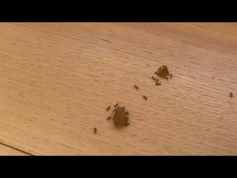 Cat Food Attracts Ants in Dayton, NJ