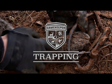 Trapping | How to Trap Bobcats