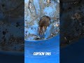 Rat was captured and released. #rat #funny #jumpscare #nature #raton #rats #rodent #laugh