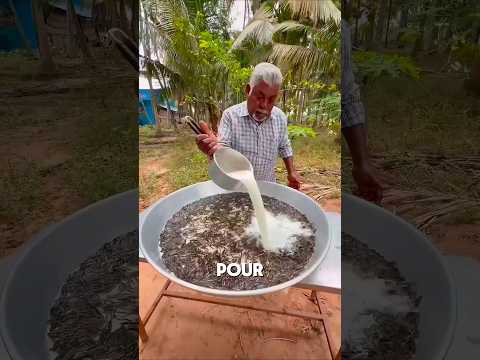 Why Is He Pouring Milk Over Fish?