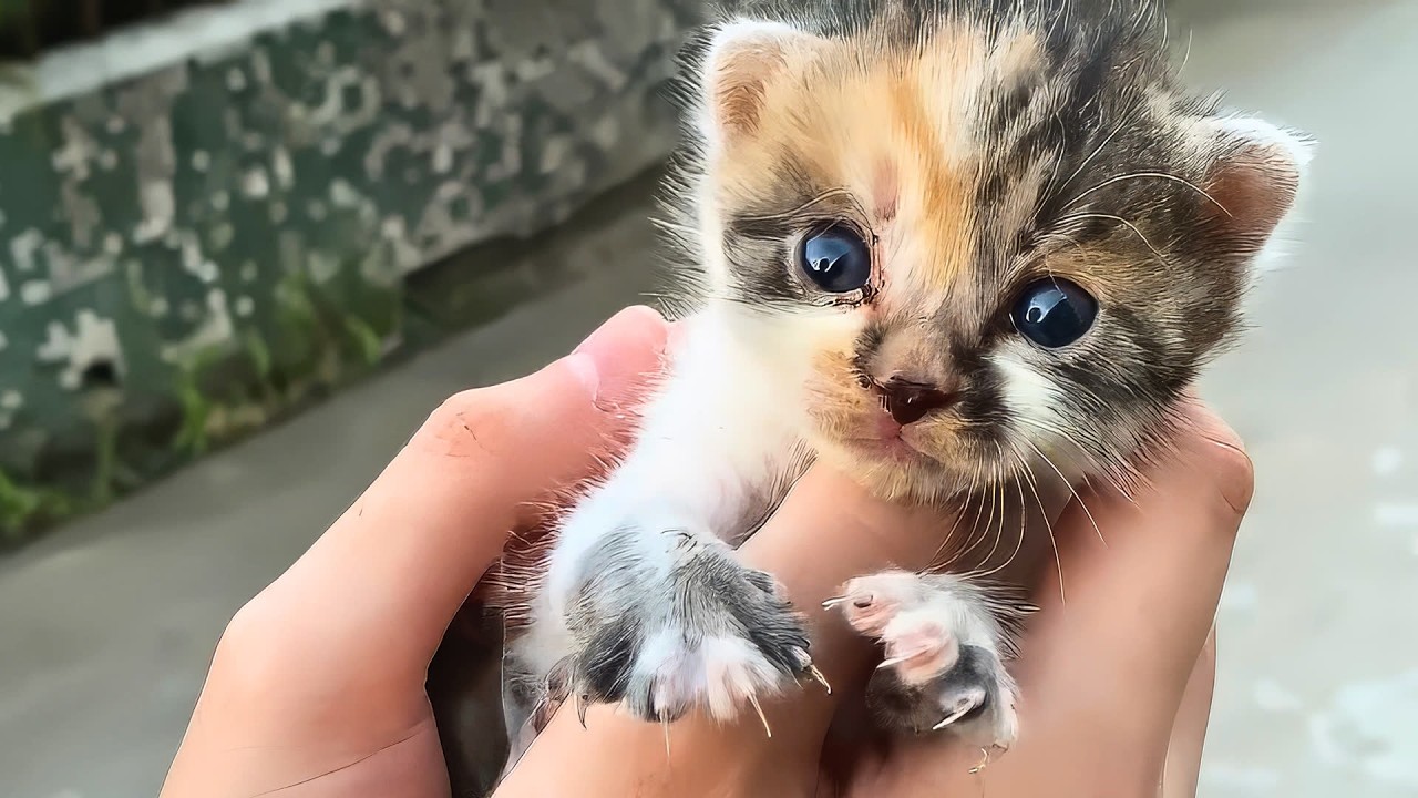 Tiny stray kitten wobbled over to me and stopped at my feet, as if asking to be adopted