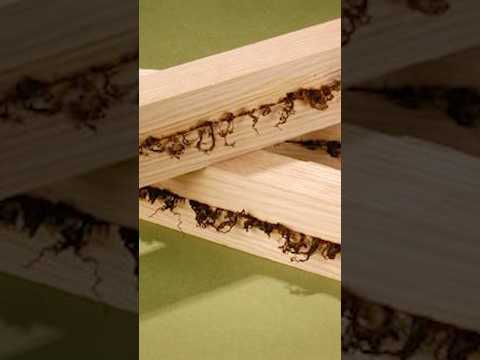 I Melted Wood With Friction